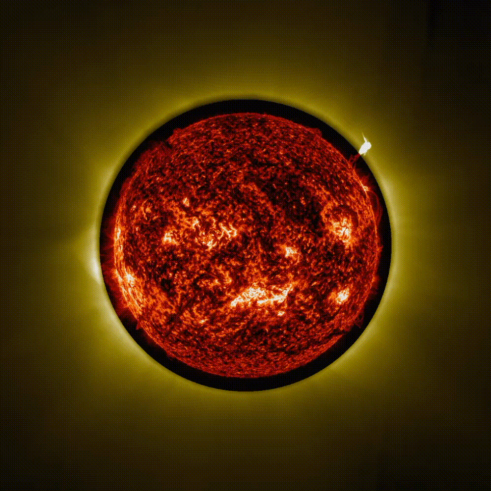 Esta animación está compuesta por imágenes en falso color de la misión Proba-3 de la ESA y del Observatorio de Dinámica Solar de la NASA. Sobre un fondo oscuro, el disco del Sol aparece en color naranja oscuro. A su alrededor, un fino halo amarillo representa la corona solar interna. También se observan tres erupciones de prominencias solares en amarillo, con forma de ondas luminosas que se extienden hacia el espacio.