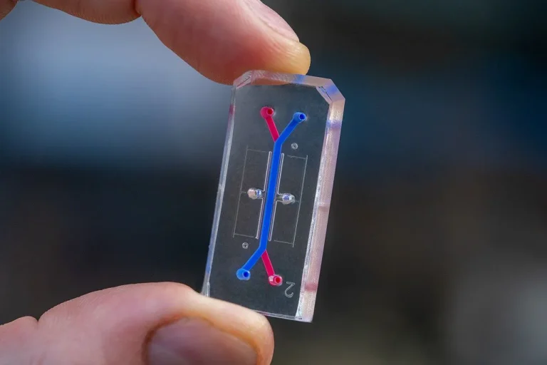 Un chip de órganos para llevar a cabo experimentos de médula ósea en el espacio.