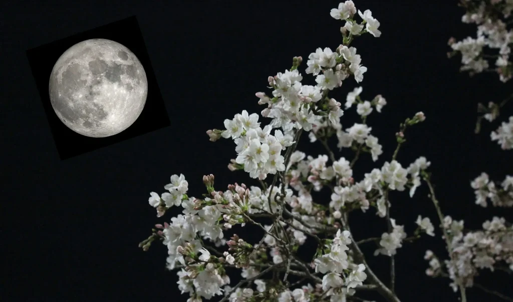 La primera luna llena de mayo de 2026, conocida como Luna de las Flores, coincidirá con una microluna, lo que significa que se verá ligeramente más pequeña y tenue de lo habitual. El fenómeno tendrá lugar el 1 de mayo y podrá observarse durante varias noches consecutivas.