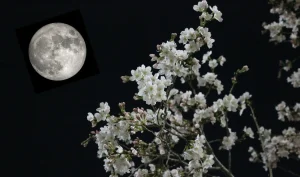 La primera luna llena de mayo de 2026, conocida como Luna de las Flores, coincidirá con una microluna, lo que significa que se verá ligeramente más pequeña y tenue de lo habitual. El fenómeno tendrá lugar el 1 de mayo y podrá observarse durante varias noches consecutivas.
