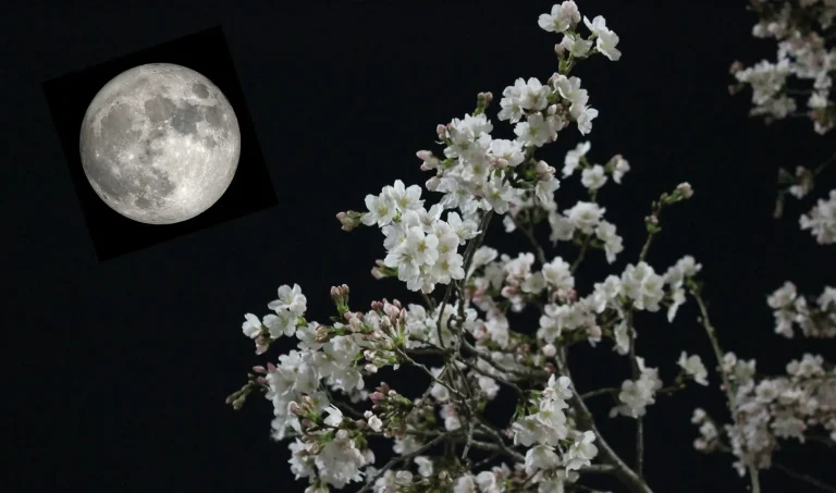 La primera luna llena de mayo de 2026, conocida como Luna de las Flores, coincidirá con una microluna, lo que significa que se verá ligeramente más pequeña y tenue de lo habitual. El fenómeno tendrá lugar el 1 de mayo y podrá observarse durante varias noches consecutivas.