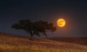Cada mes la Luna llena ofrece un espectáculo diferente, pero la conocida como Luna de Fresa destaca por una característica que la convierte en una de las más peculiares del calendario astronómico. Lejos de deber su fama a un color rojizo o rosado, esta Luna llena de Junio llama la atención porque permanece extraordinariamente baja sobre el horizonte para quienes observan el cielo desde el hemisferio norte.
