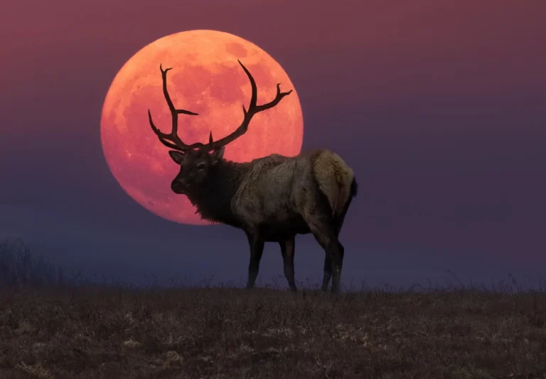 Este miércoles 29 de julio de 2026 el cielo ofrecerá uno de los espectáculos astronómicos más esperados del verano: la Luna del Ciervo, la primera Luna Llena de la estación en el hemisferio norte.