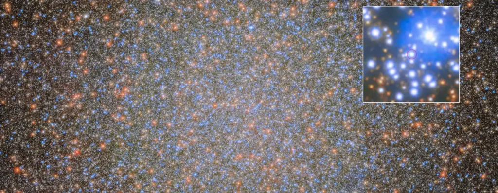 Utilizando más de 20 años de observaciones del telescopio espacial Hubble de la NASA y datos recientes del telescopio espacial James Webb, los astrónomos descubrieron el primer agujero negro de masa estelar identificado en Omega Centauri, acompañado por una estrella visible que aparece ampliada en la imagen.